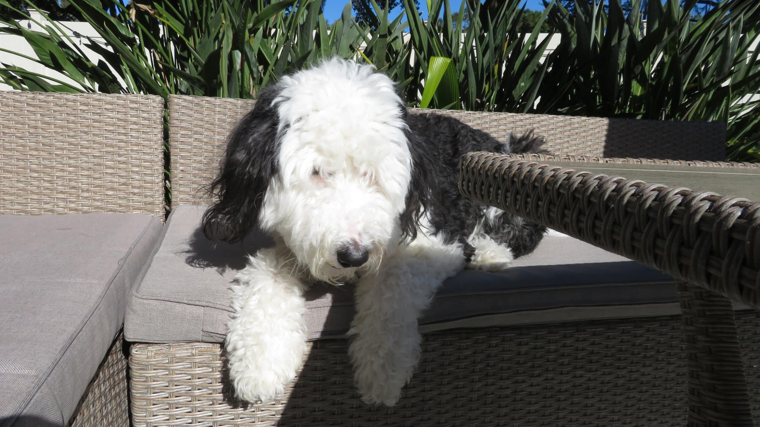 Learn about the importance of a pet trust in safeguarding your furry friends' future. Discover key elements, benefits, and how to provide peace of mind for your pets.